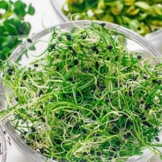 Fresh Organic Broccoli Sprouts – Nutrient-Rich Superfood
