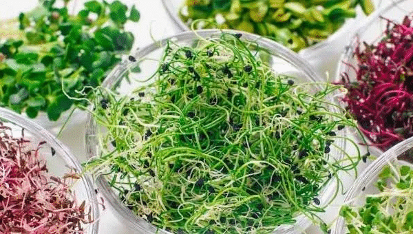 broccoli-greens-images